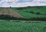 Agroecologia pode retardar efeitos da crise climática nas lavouras