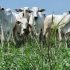 Agroecologia pode retardar efeitos da crise climática nas lavouras